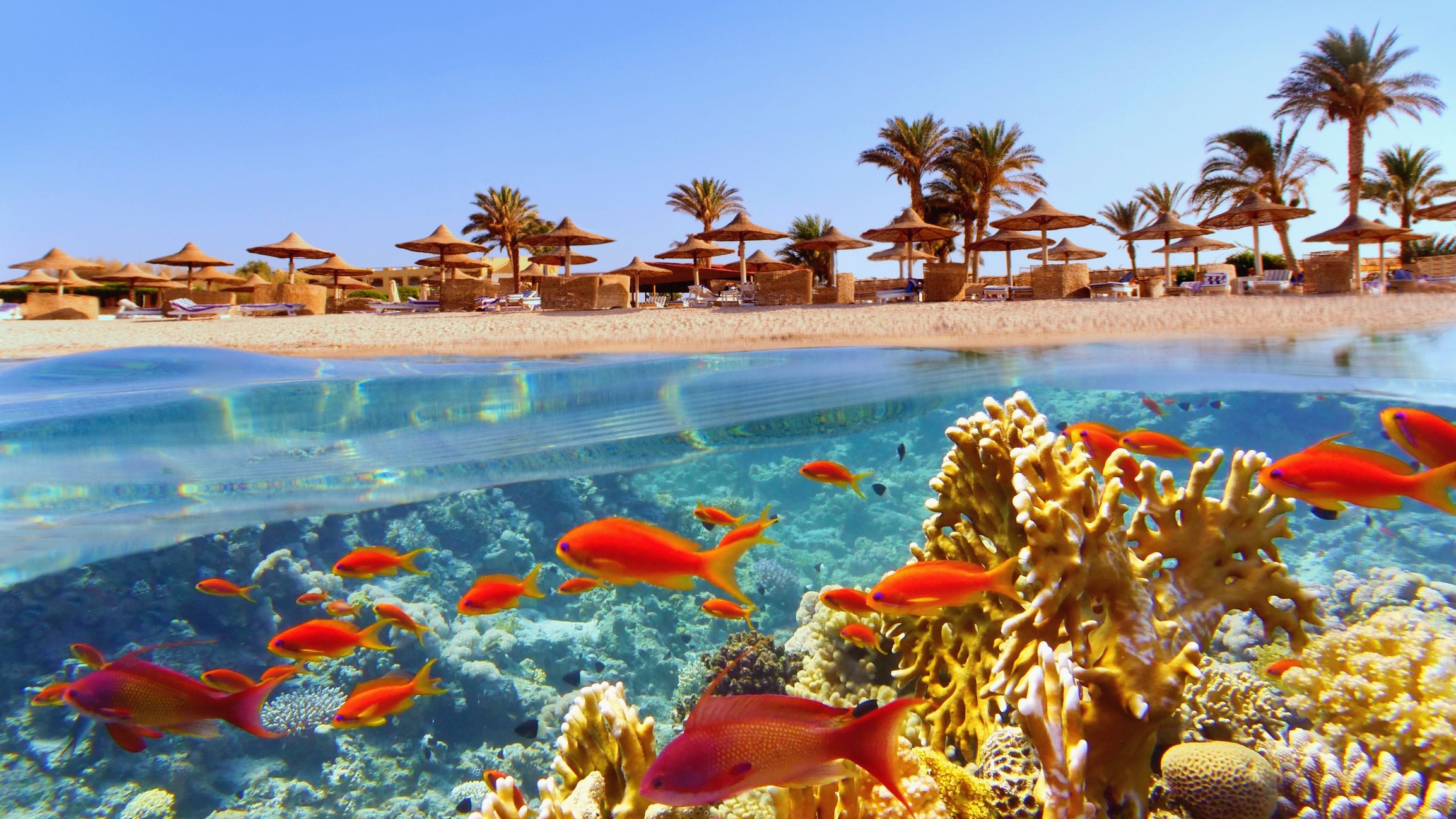 oben-strand-mit-sonnenliegen-und-schimen-unten-unterwasserwelt