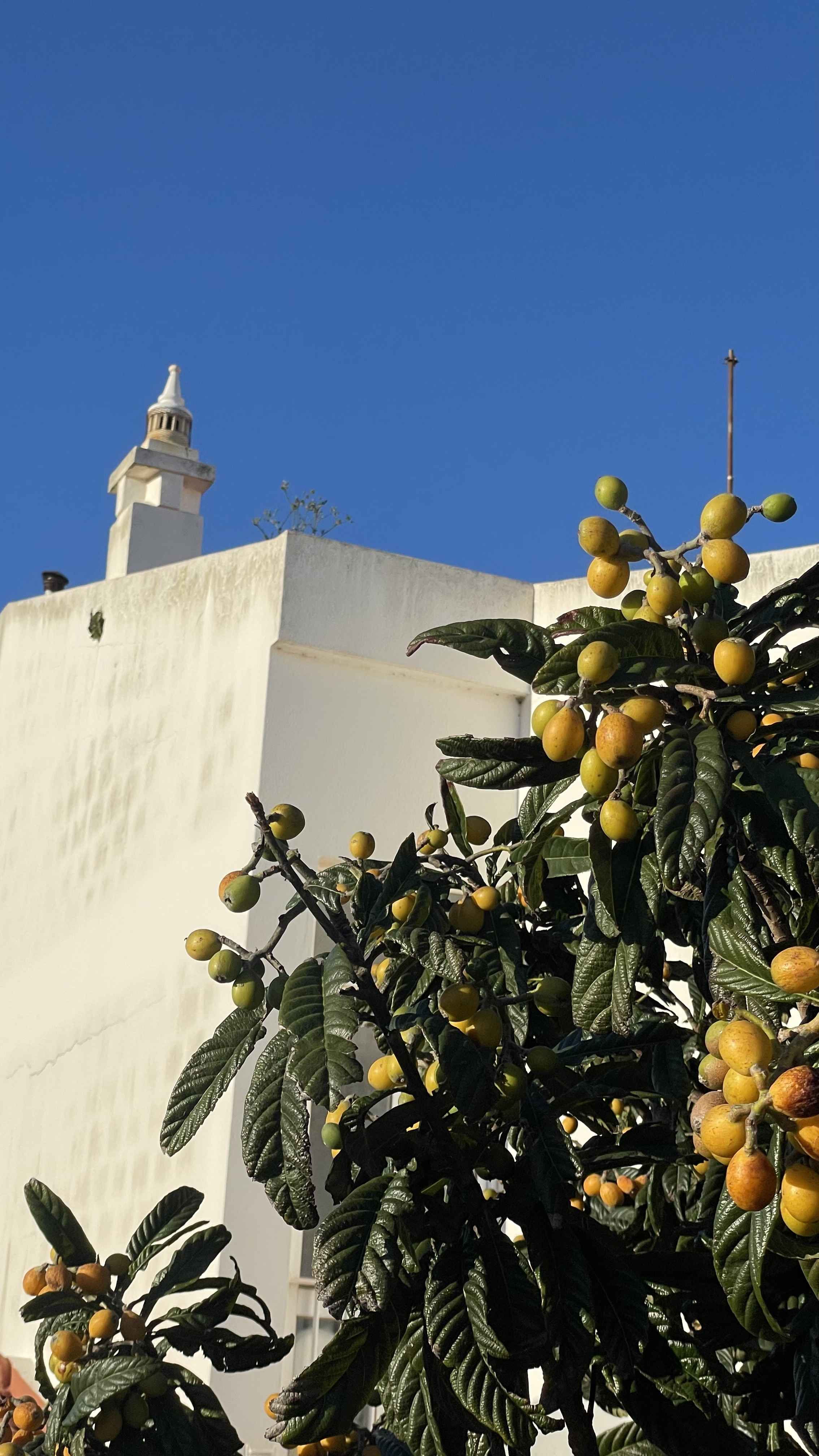 Vor einem weißen Haus steht ein grün-blühender Baum mit gelben Früchten
