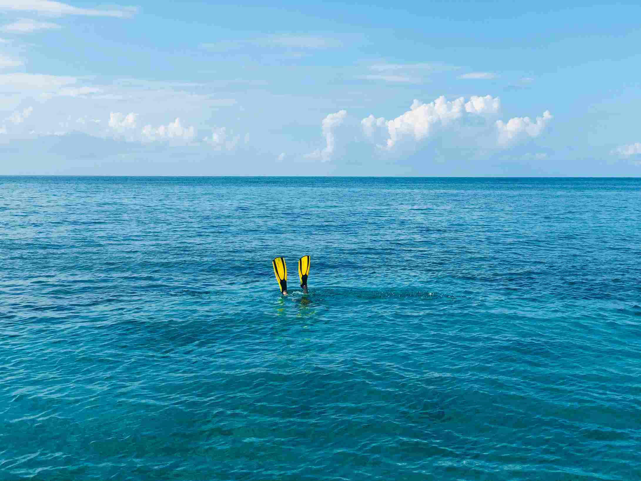 flossen zwei-gelbe-flossen-ragen-aus-dem-meer