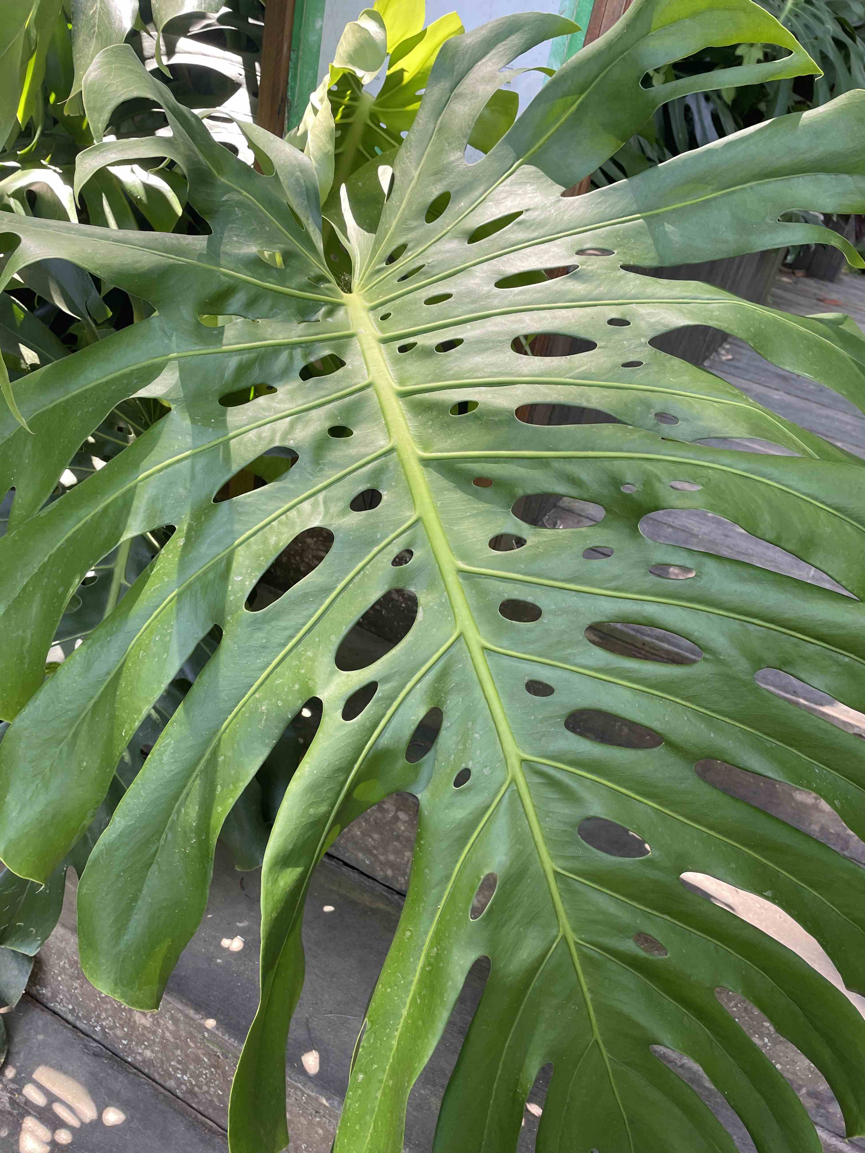 Ein riesiges, grüne Blatt der Pflanze "Monstera"