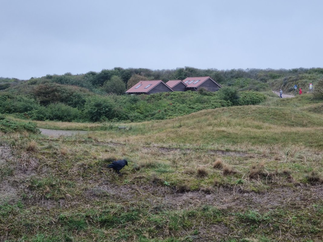 Grüne leicht hügelige Landschaft mit Häusern