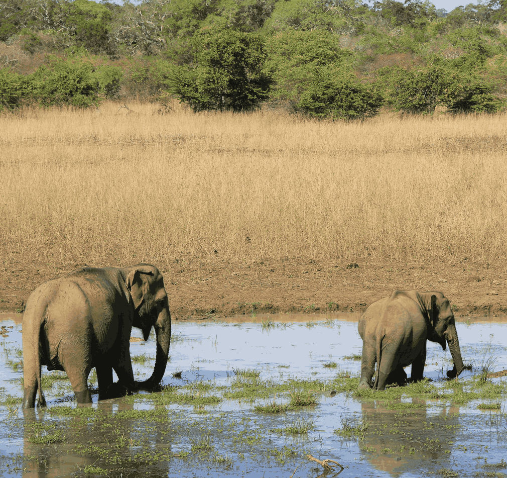 sri-lanka-elefanten Zwei Elefanten durchqueren ein Wasserloch
