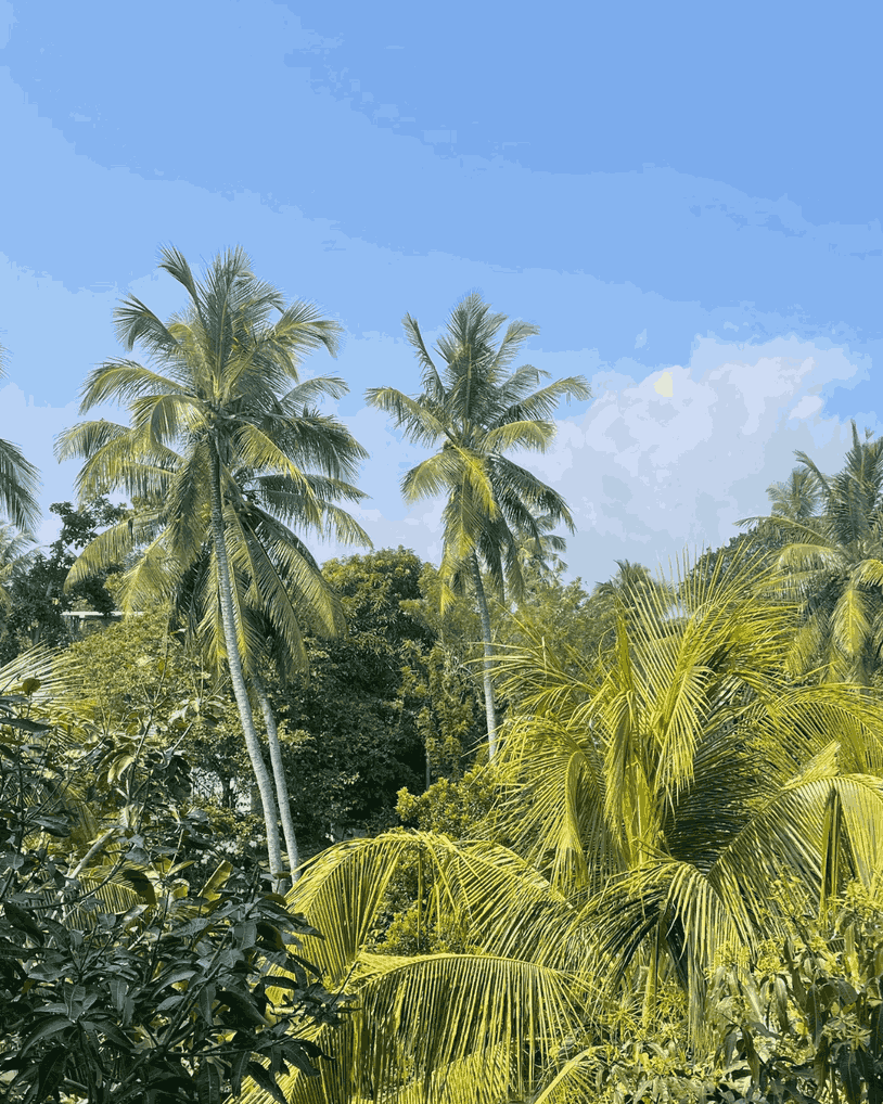 sri-lanka-gruene-landschaft Tropische Pflanzen unter blauem Himmel