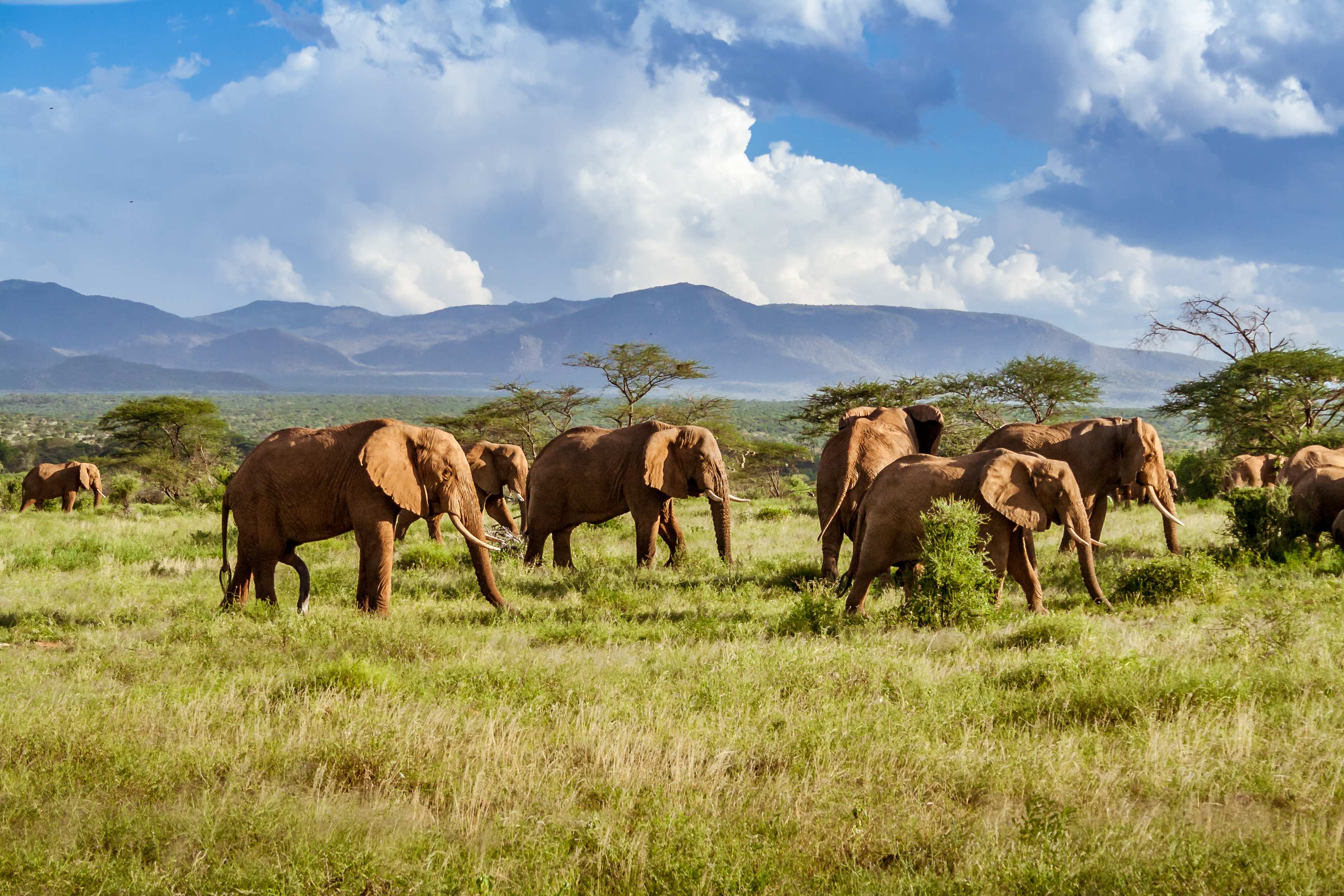 suedafrika-elefanten Auf einer grünen Wiese grasen Elefanten im Hintergrund Berge