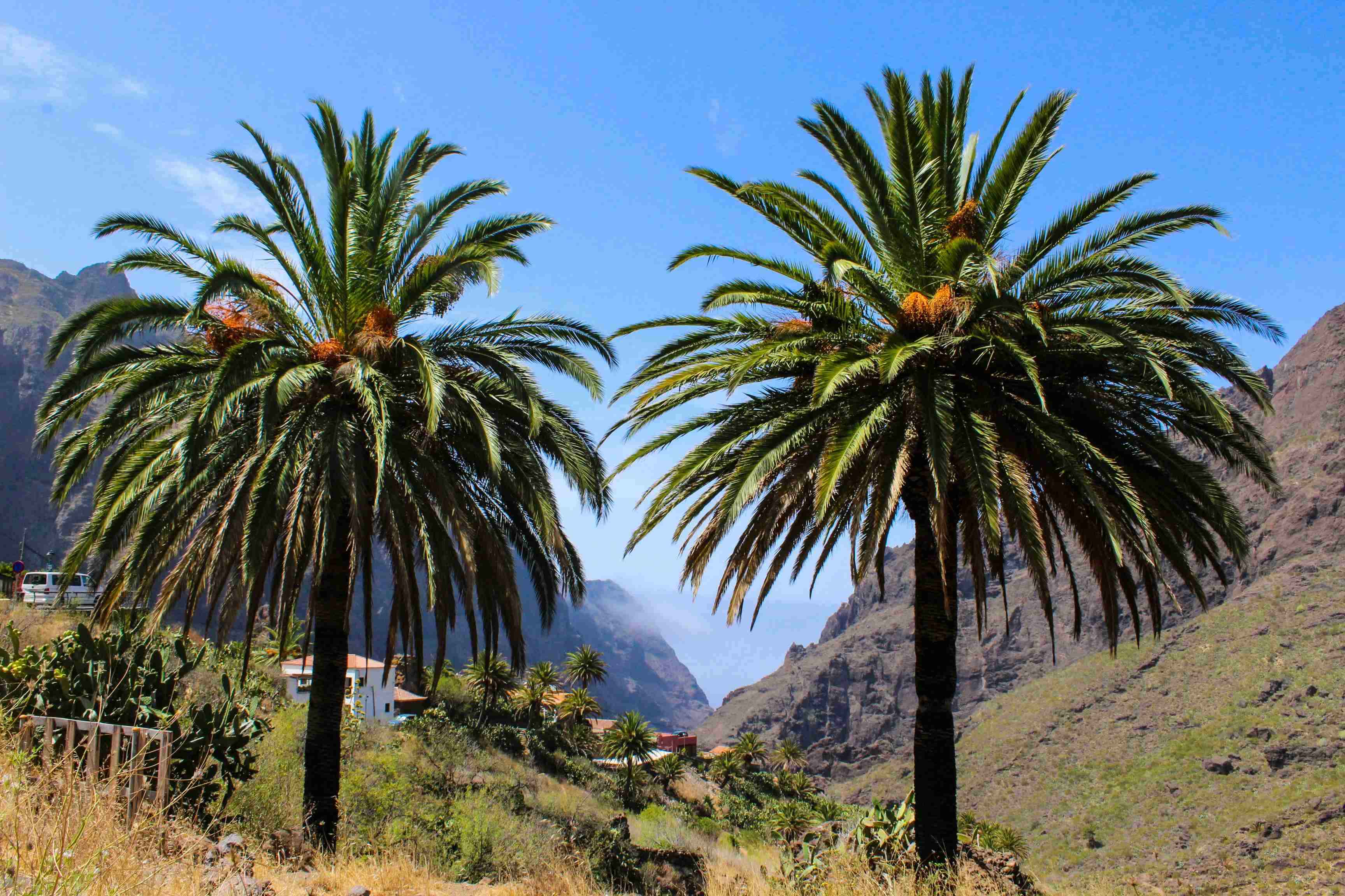 teneriffa-landschaft Zwei Palmen stehen auf einem Berg im Hintergrund das Meer