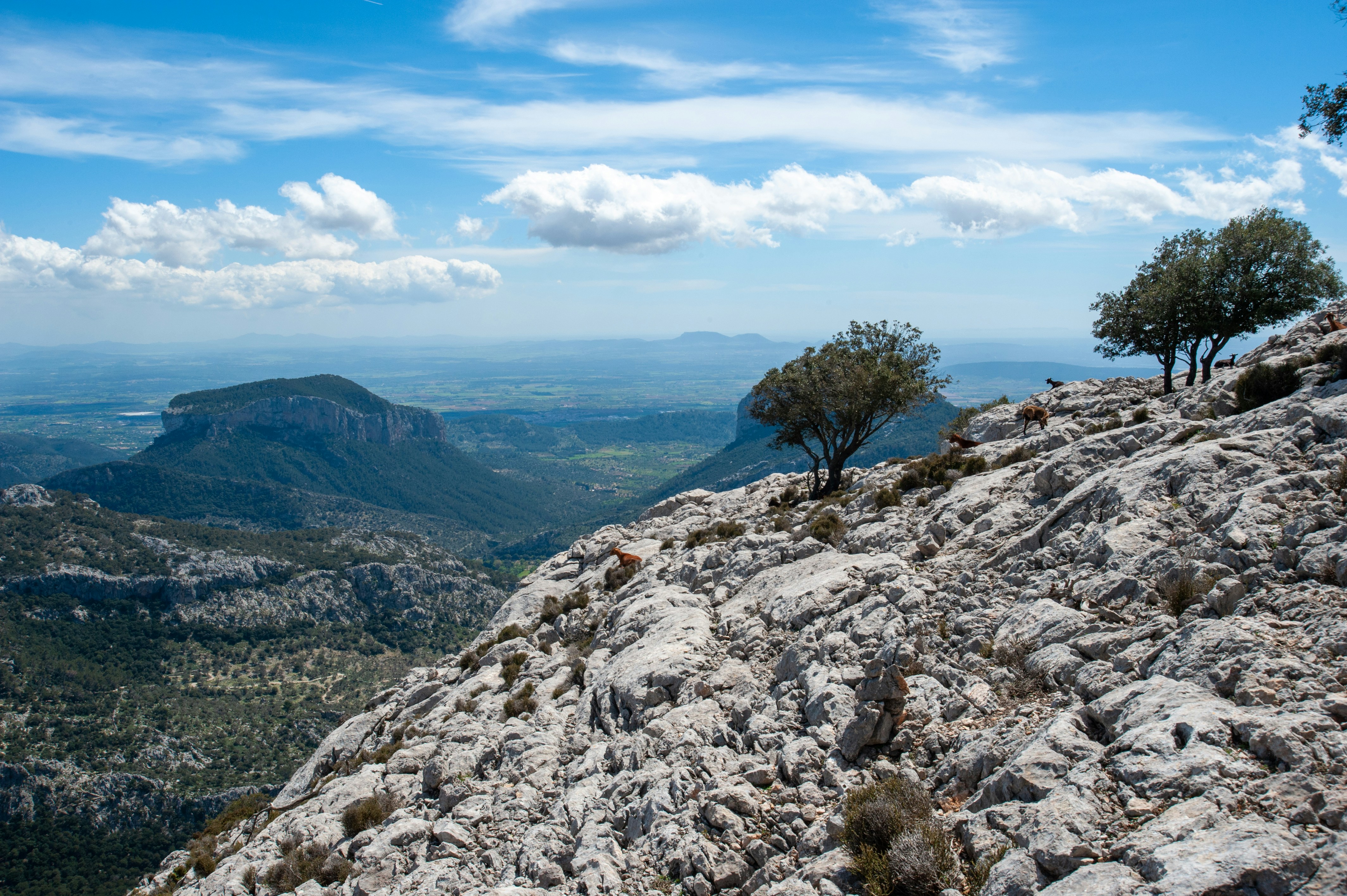 Wander mit Aussicht auf Mallorca Ein felsiger Abhang, im Hintergrund eine grüne Berglandschaft auf Mallorca