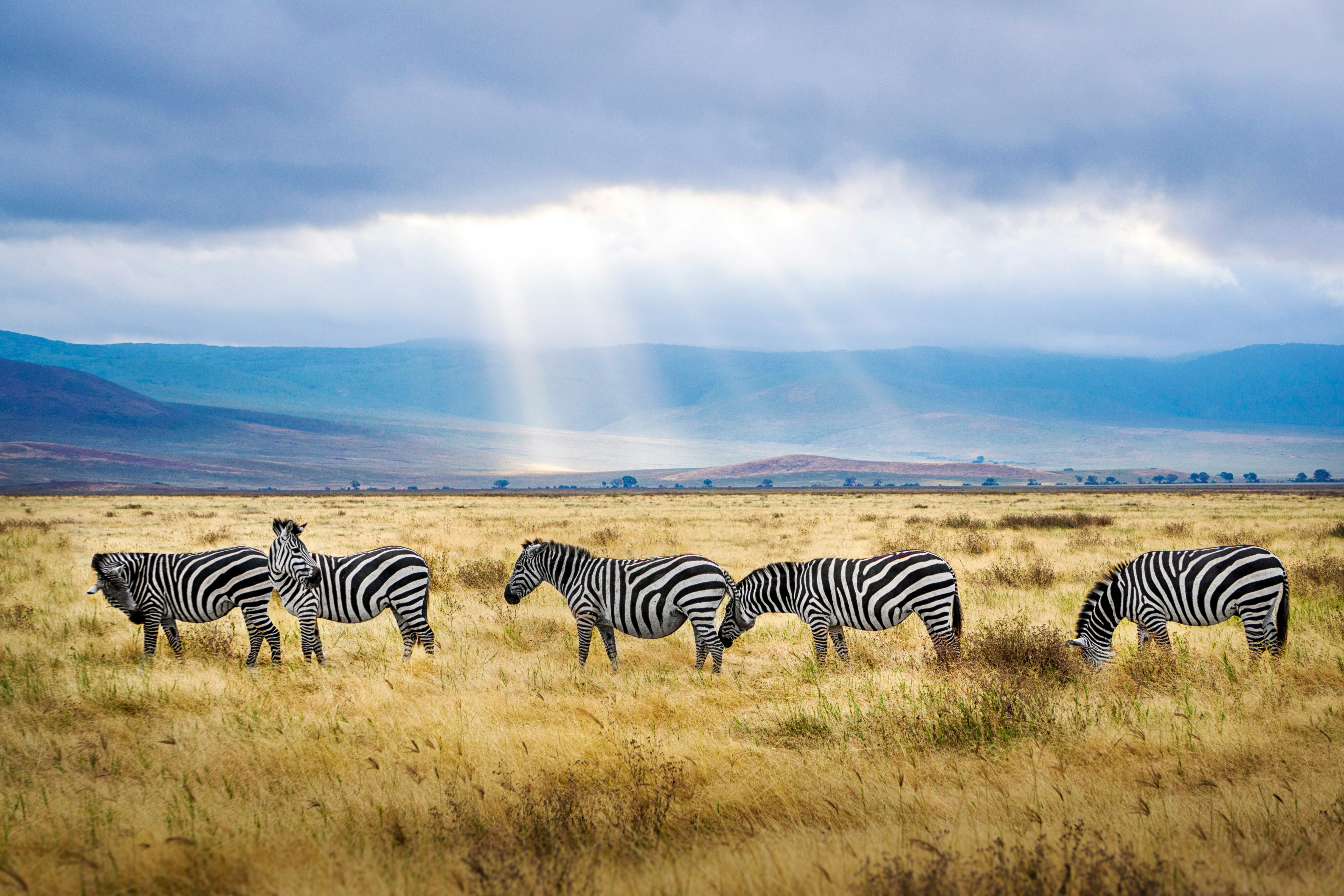 eine Herde Zebras steht im goldgelben Grasland in der Savanne