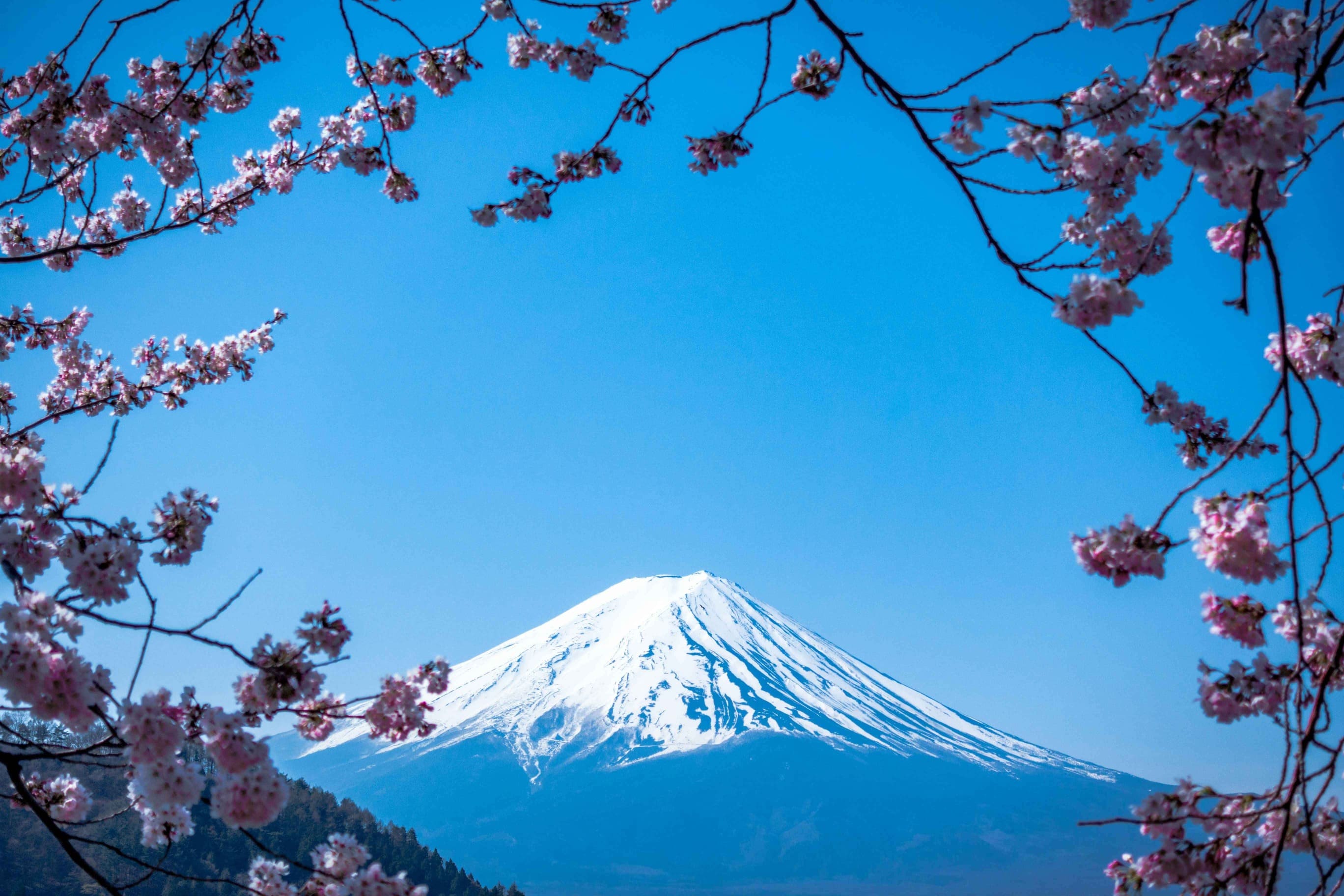 Schneebedeckter Fuji Vulkan mit Kirschblüten