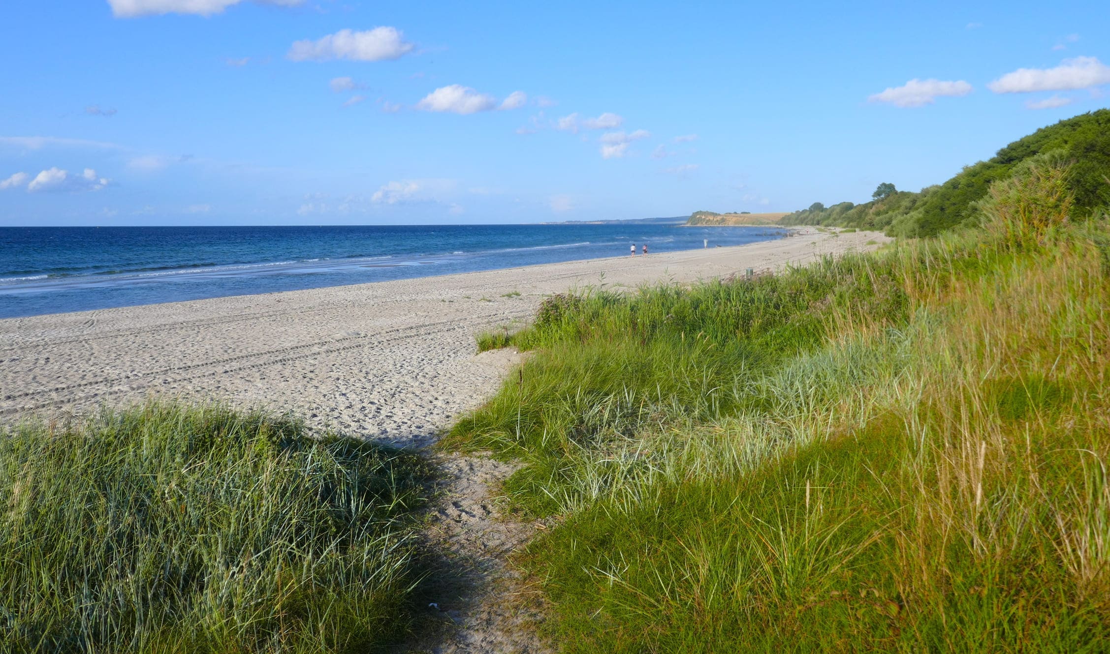 Feinsandiger Strandabschnitt mit Dünen und Pflanzen