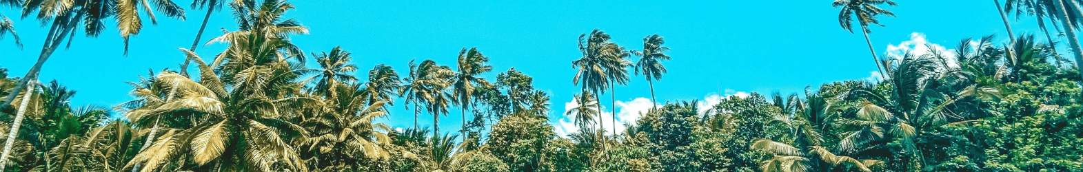 Palmen wehen im Wind vor blauem Himmel